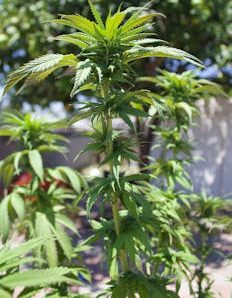 Close-up of a healthy cannabis plant growing outdoors under natural sunlight.