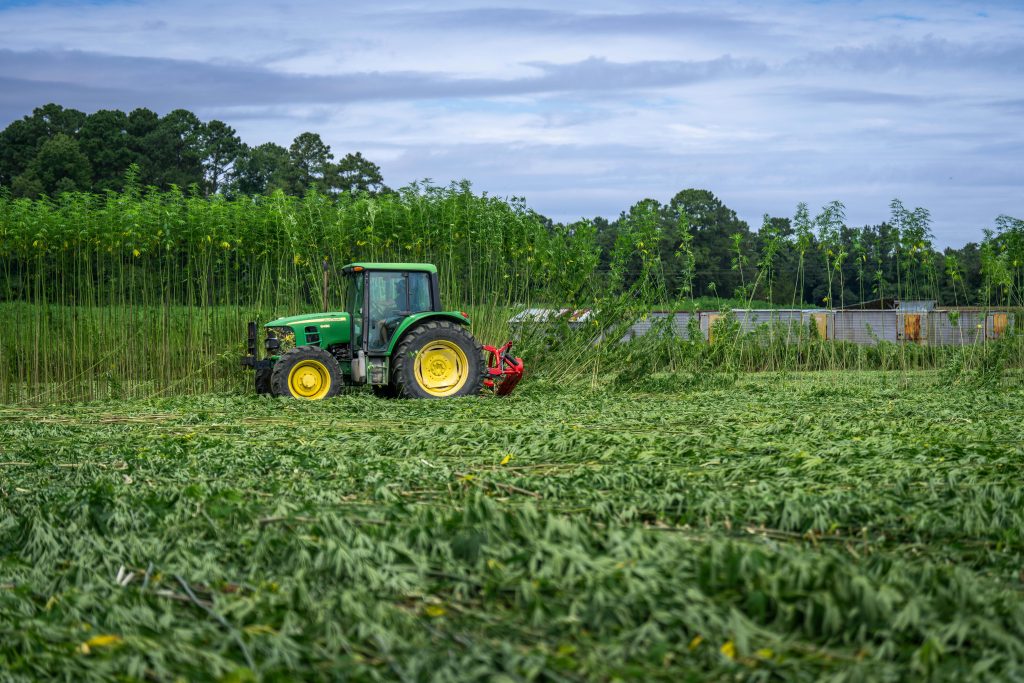A green tractor is actively harvesting a lush hemp field under a cloudy sky, showcasing agricultural machinery.