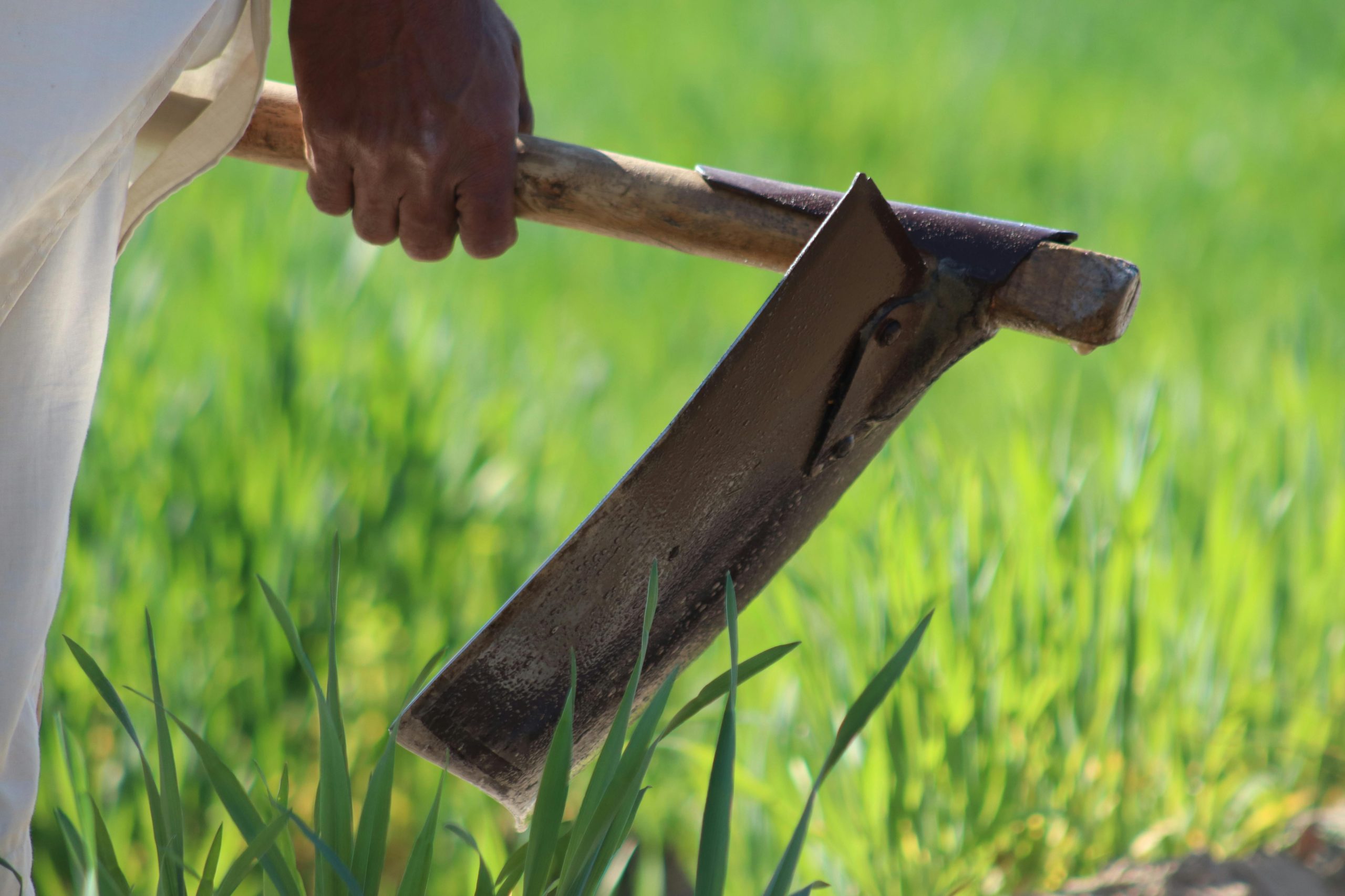 A farmer's hand gripping a hoe in a vibrant green field during midday.